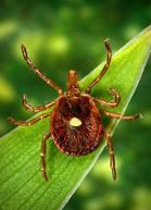 Female Lone Star Tick - CDC- James Gathany, William Nicholson