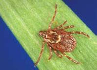 Female American Dog Tick - CDC-DVBID-Gary O. Maupin