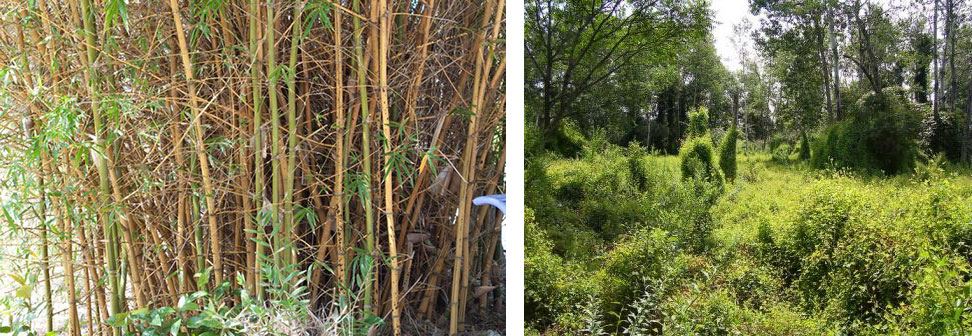 Bamboo and Overgrowth