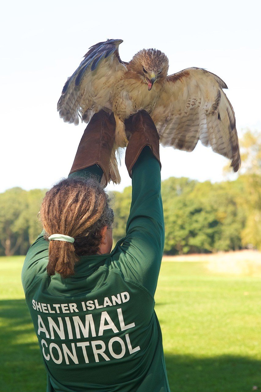 Shelter Island Animal Control Holding Hawk